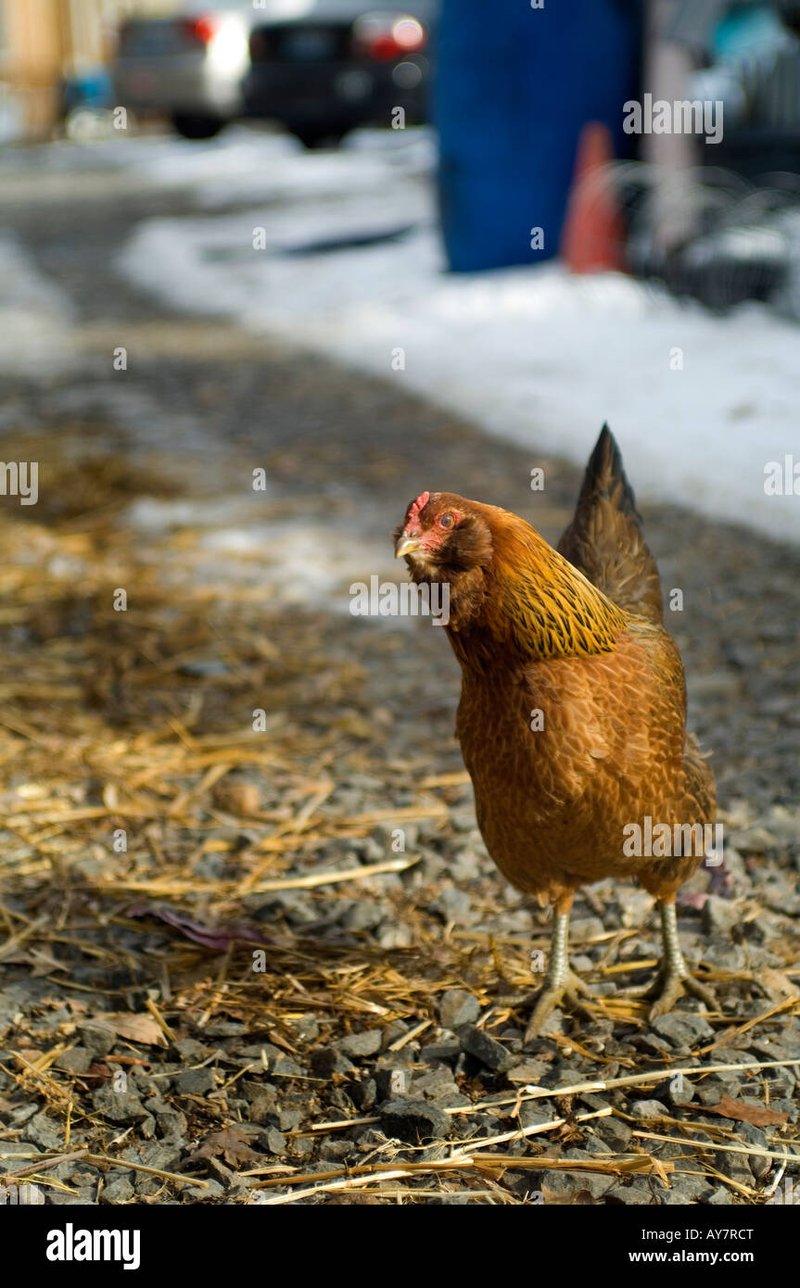Best chicken road game in Netherlands