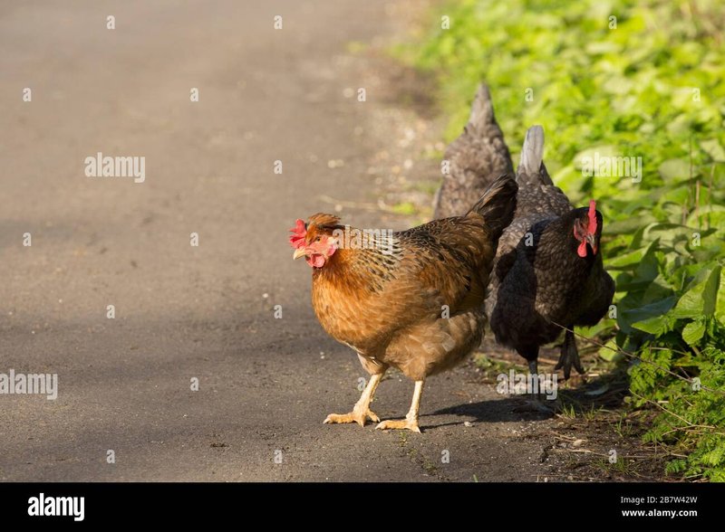Best chicken road casino in Spain